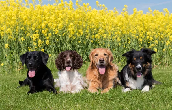 Картинка зелень, собаки, солнце, на траве, лежат, Лабрадор, четыре, рапс