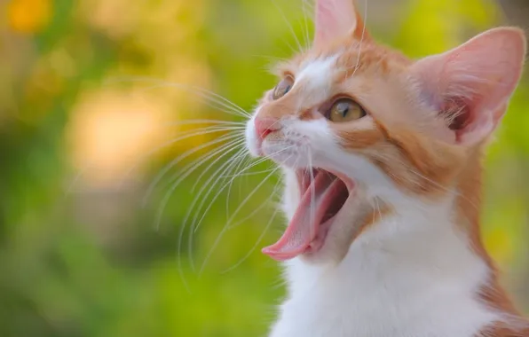 Язык, кошка, кот, усы, мордочка, котёнок, зевок