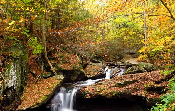 Осень, лес, деревья, ручей, камни, водопад
