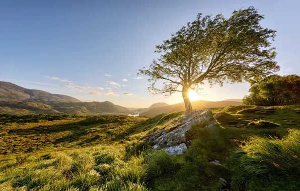 Картинка солнце, дерево, утро, Ирландия, Killarney National Park