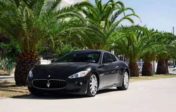 Maserati, GranTurismo, Black, Palms