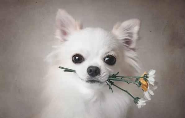 Картинка цветы, друг, собака