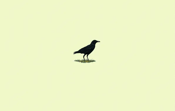 Картинка трава, птица, черный, минимализм, ворон, светлый фон
