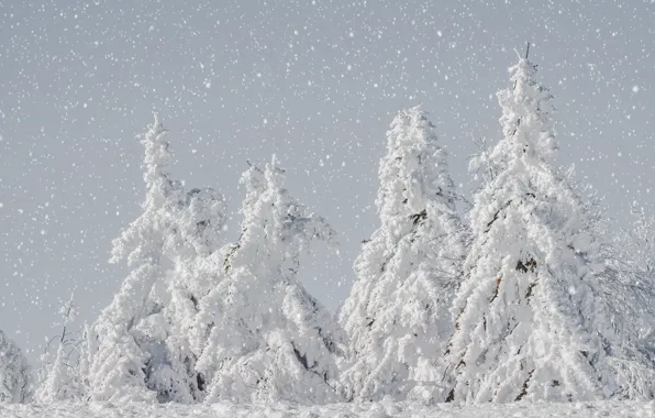 Картинка зима, лес, снег, ели, светлый фон, снегопад