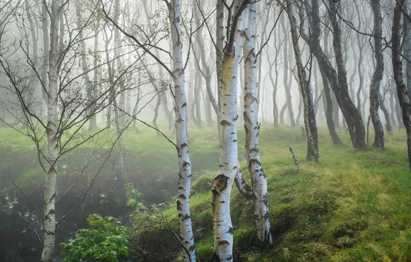 Лес, деревья, природа