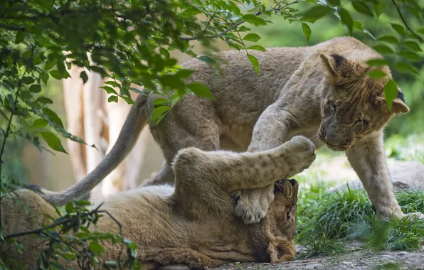 Картинка трава, кошки, игра, ветка, котята, львята, ©Tambako The Jaguar