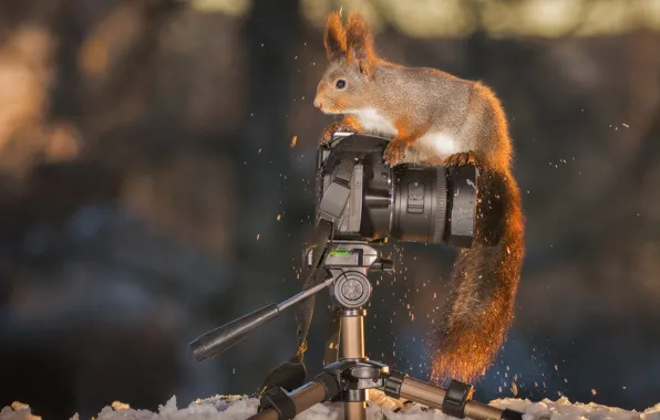 Природа, белка, фотоаппарат, рыжая, фотокамера