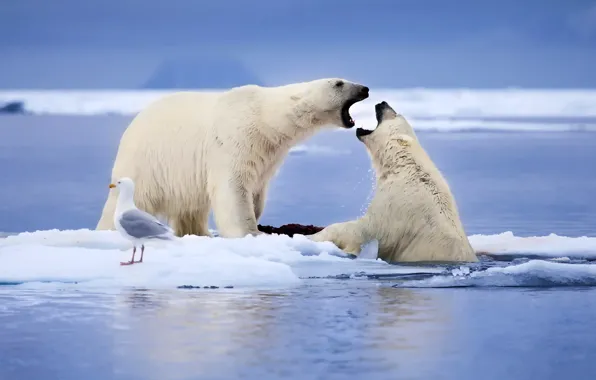 Картинка море, животные, снег, птица, чайка, Норвегия, льдины, Белые медведи