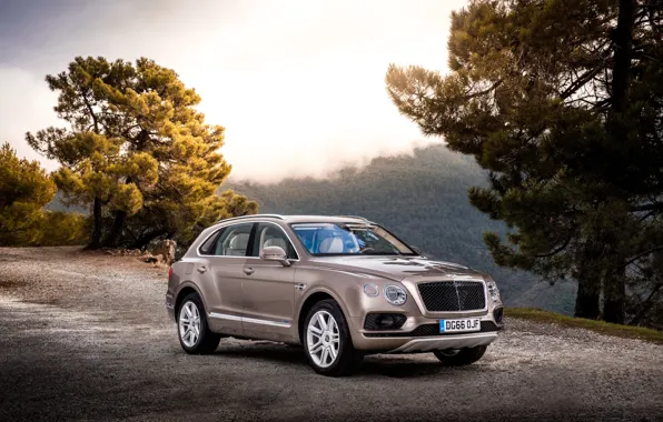 Лес, горы, Bentley, автомобиль, Diesel, Bentayga, Worldwide
