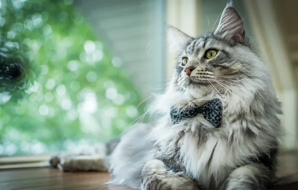 Кошка, кот, взгляд, поза, серый, пушистый, окно, лежит