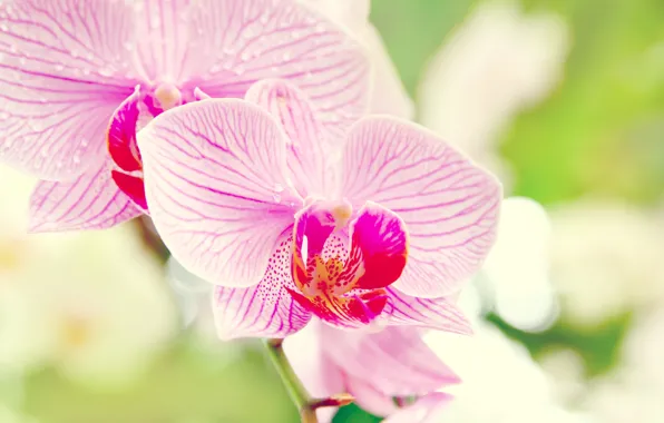 Цветок, макро, орхидея, orchid, фаленопсис, phalaenopsis
