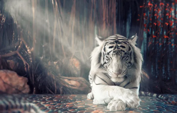 Картинка белый, тигр, отдых