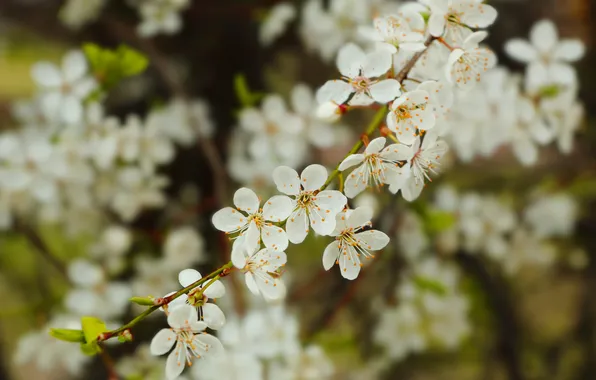 White, flower, spring, twigs, blooming