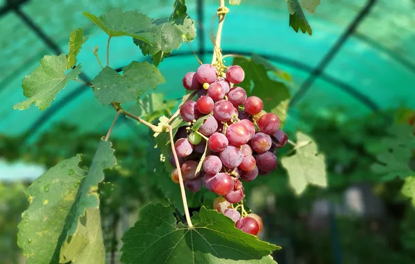 Листья, виноград, навес