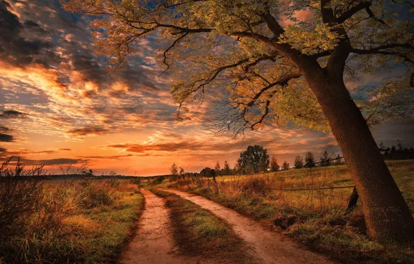 Картинка дорога, закат, дерево