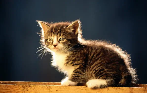 Картинка кошка, полосатый, серый котенок