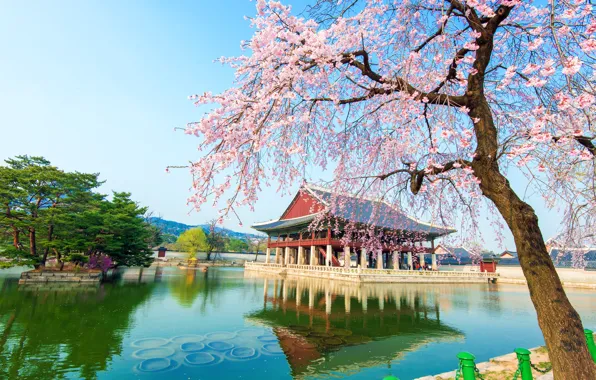 Озеро, весна, сакура, цветение, South Korea, Корея, pink, дворец