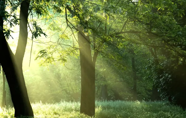 Картинка лес, солнце, лучи, деревья, природа, sunshine, forest, Green trees