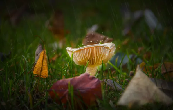 Картинка осень, трава, листья, капли, дождь, поляна, гриб, осенние листья