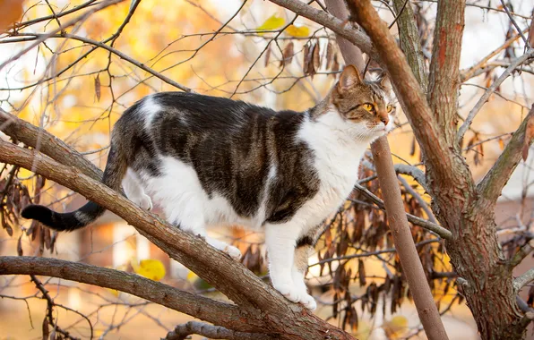 Осень, кошка, кот, взгляд, ветки, поза, дерево, мордашка