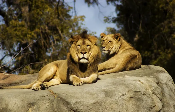 Картинка lions, africa, wildlife, male, big cat