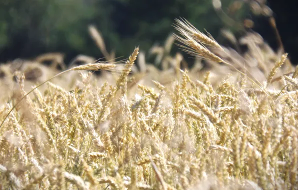 Core, nature, brown, wheat, wheat table, cores