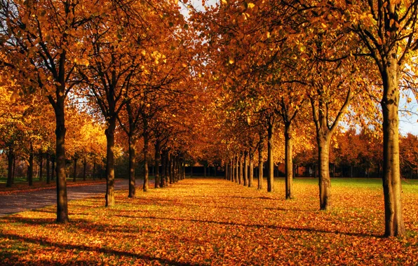 Картинка осень, небо, листья, солнце, деревья, парк, ветви, голубое