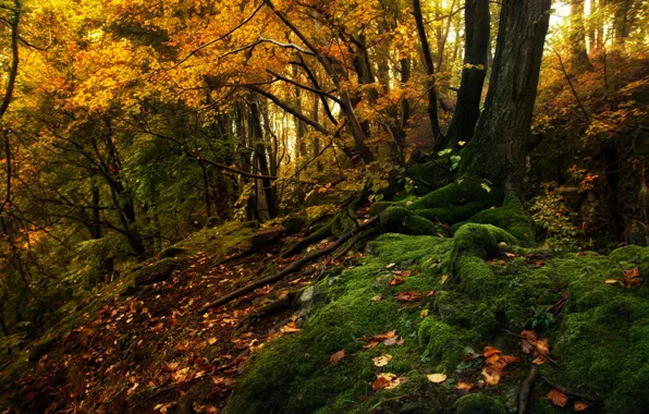 Осень, лес, деревья, пейзаж, природа, мох, Tamas Hauk