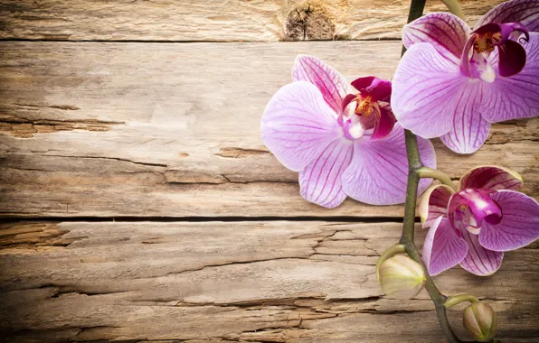 Wood, орхидея, pink, orchid