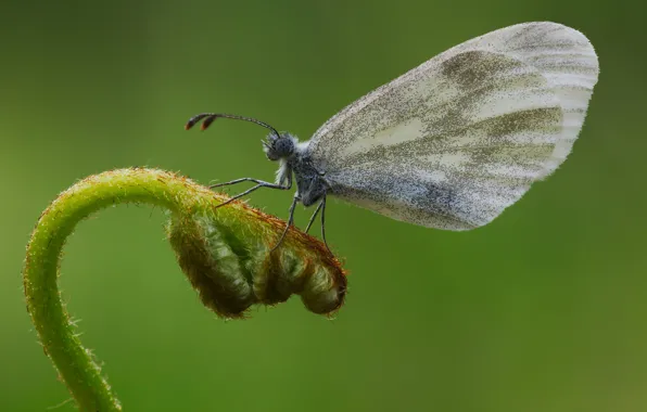 Картинка крупный план, бабочка, batterfly