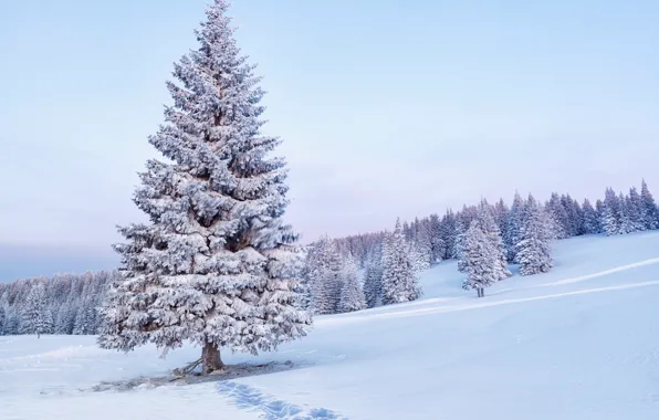 Картинка снег, деревья, следы, природа, елки, утро, ели