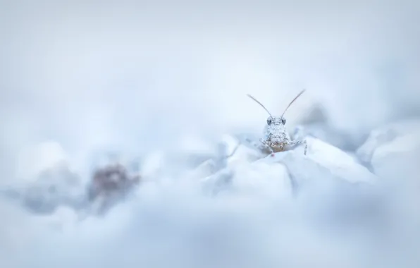 Природа, фон, кузнечик