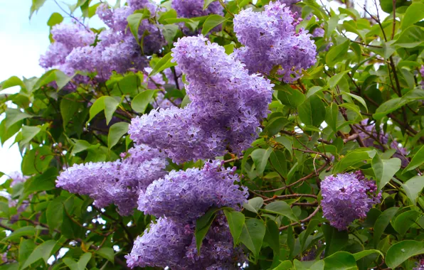 Spring, lilac, blooming