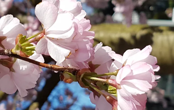 Pink, big, flowers, sky blue, natura, сакура весна, japoneese