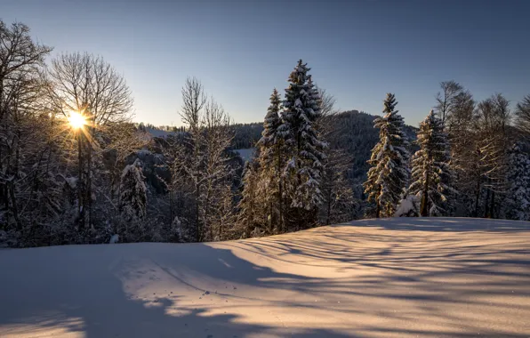 Картинка зима, лес, солнце, снег, природа, утро, Швейцария, Санкт-Галлен