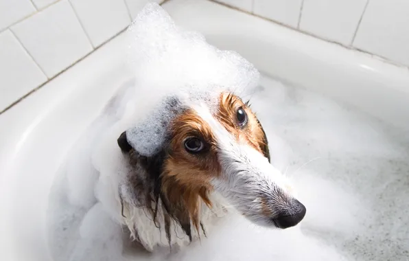 Картинка взгляд, друг, собака, ванна