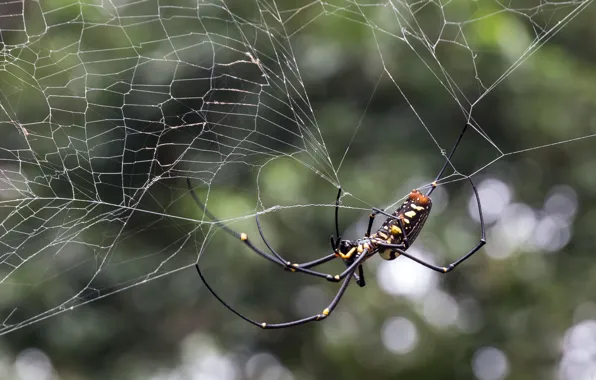 Картинка паутина, паук, spider, боке, bokeh, web