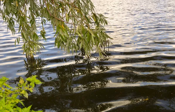 Картинка Вода, Озеро, Листья, Ветви, Lake, Trees