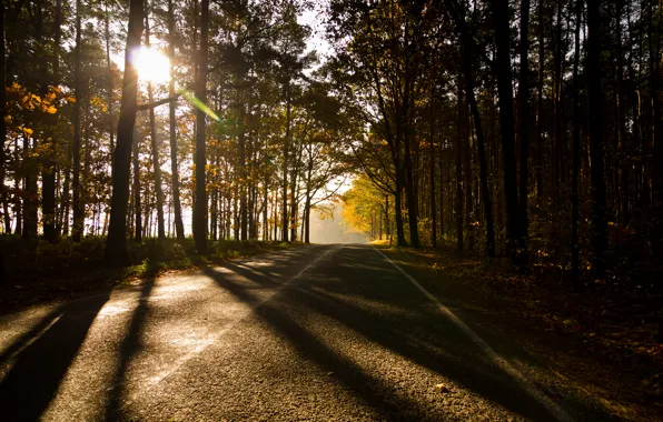 Осень, лес, forest, германия, Autumn, germany