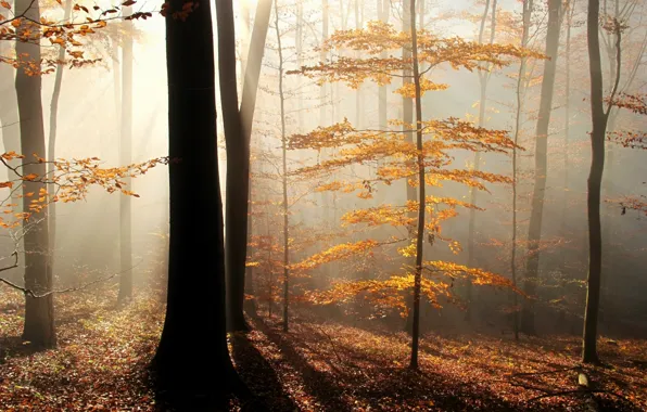 Картинка осень, лес, листья, лучи, деревья, туман