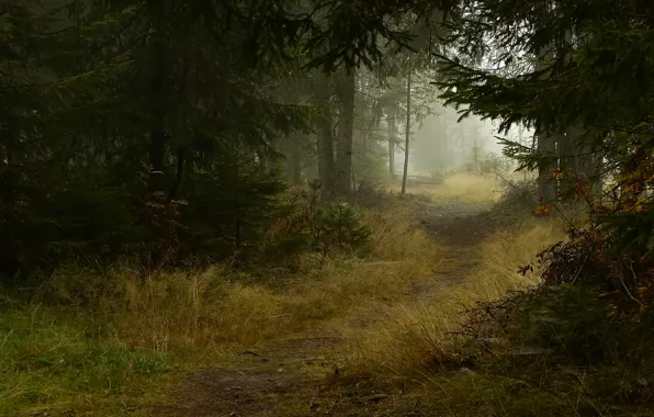 Картинка осень, деревья, природа, туман, тропа, Лес, ели, тропинка