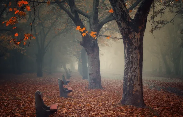 Осень, природа, туман, парк