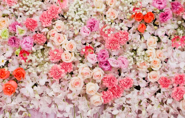 Картинка цветы, фон, розы, colorful, розовые, white, белые, бутоны