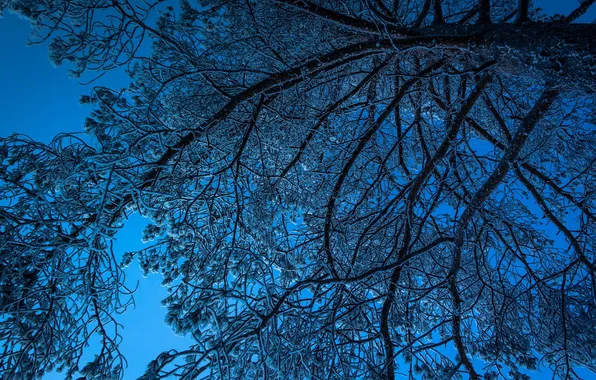 Деревья, ветки, природа