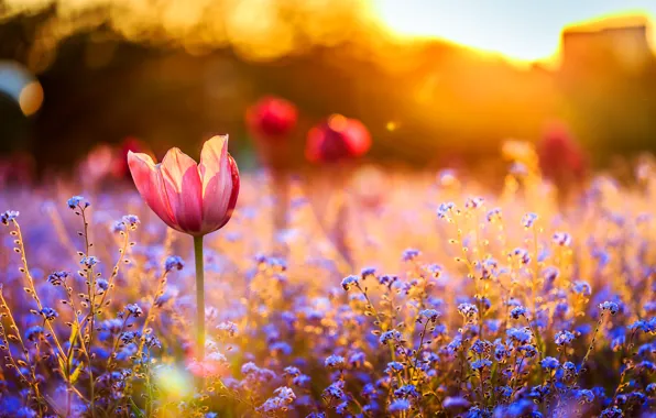 Картинка поле, закат, цветы, тюльпан