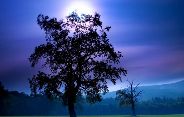Moon, sky, field, night, mountains, tree