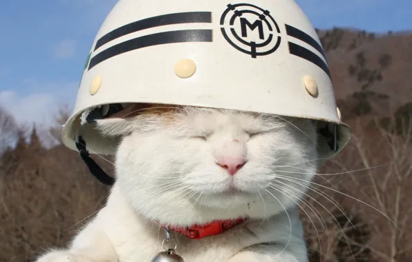 Белый, кот, настроение, шлем
