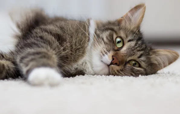 Кошка, кот, взгляд, поза, серый, ковер, портрет, белый фон