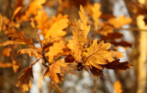 Autumn, tree, leaf, twig