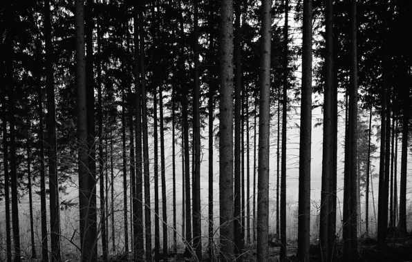Картинка лес, деревья, ёлки, ||||||||||||||||||||